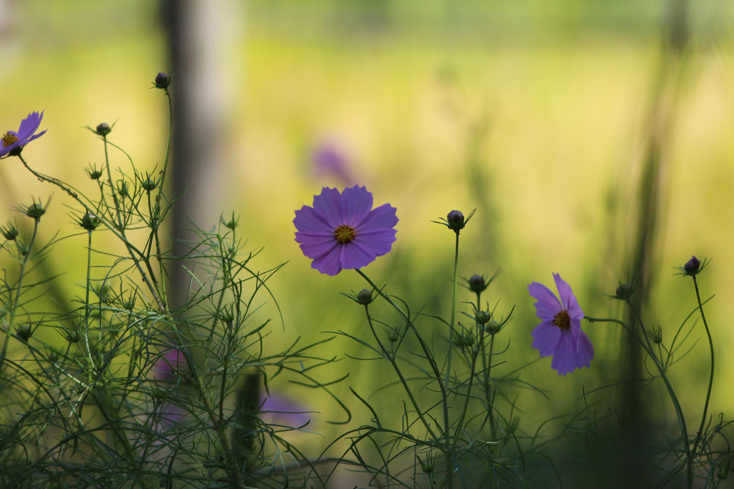 谷戸山公園は秋の花々でけっこう賑やかでした